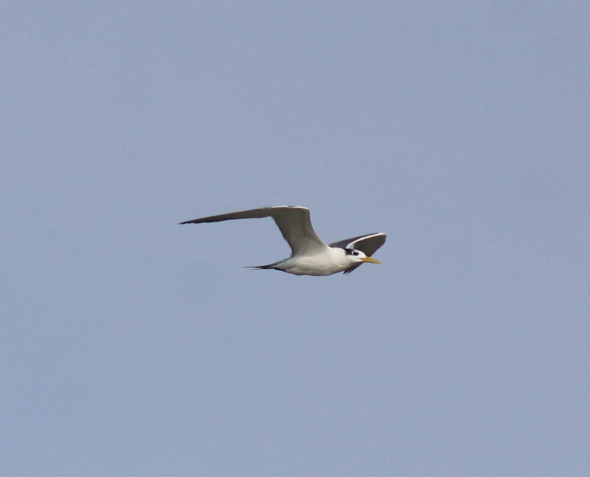 hinduterne - ML646741788