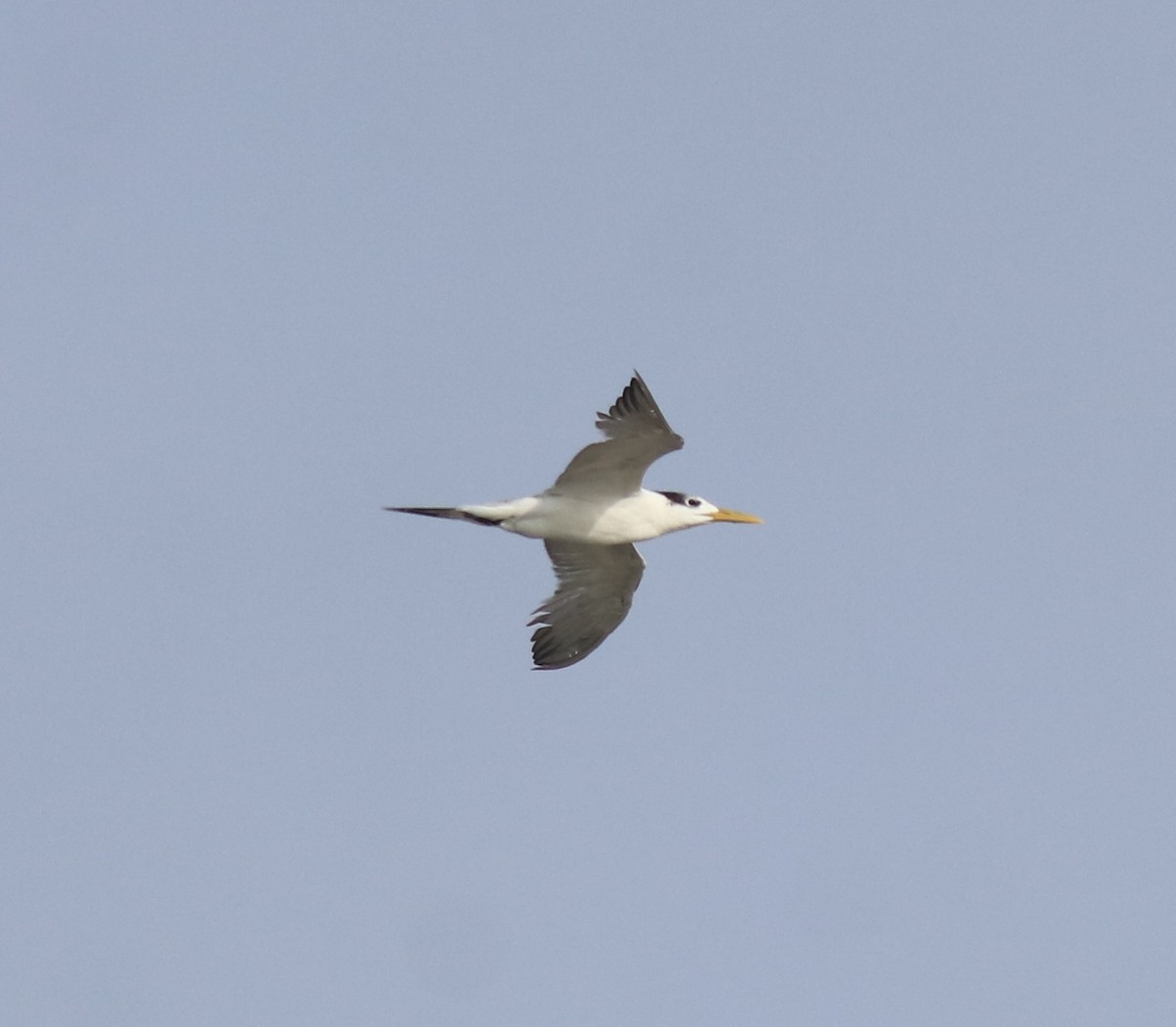 hinduterne - ML646741789