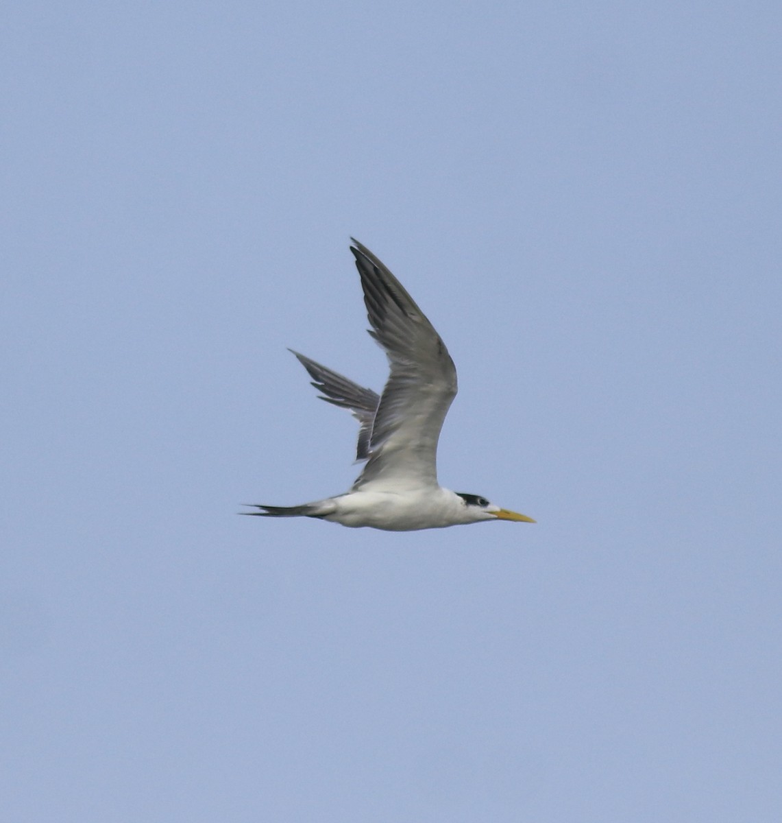 hinduterne - ML646741790