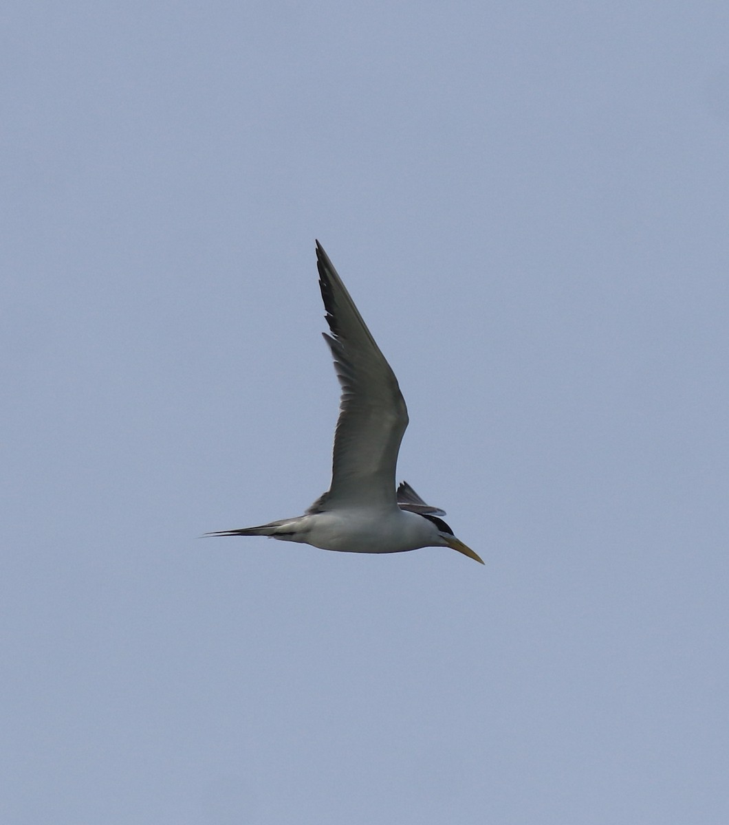 hinduterne - ML646741792