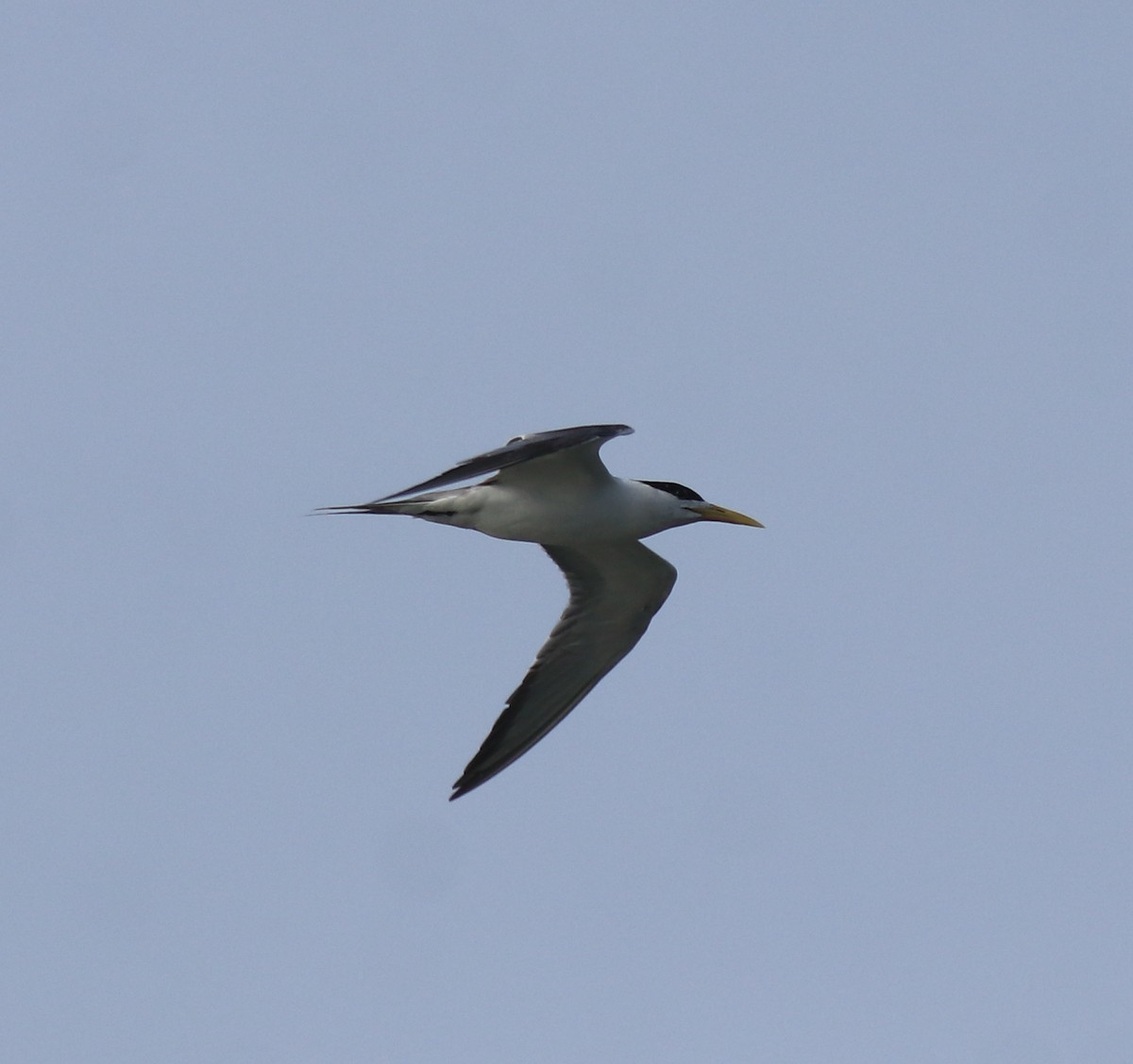 hinduterne - ML646741793