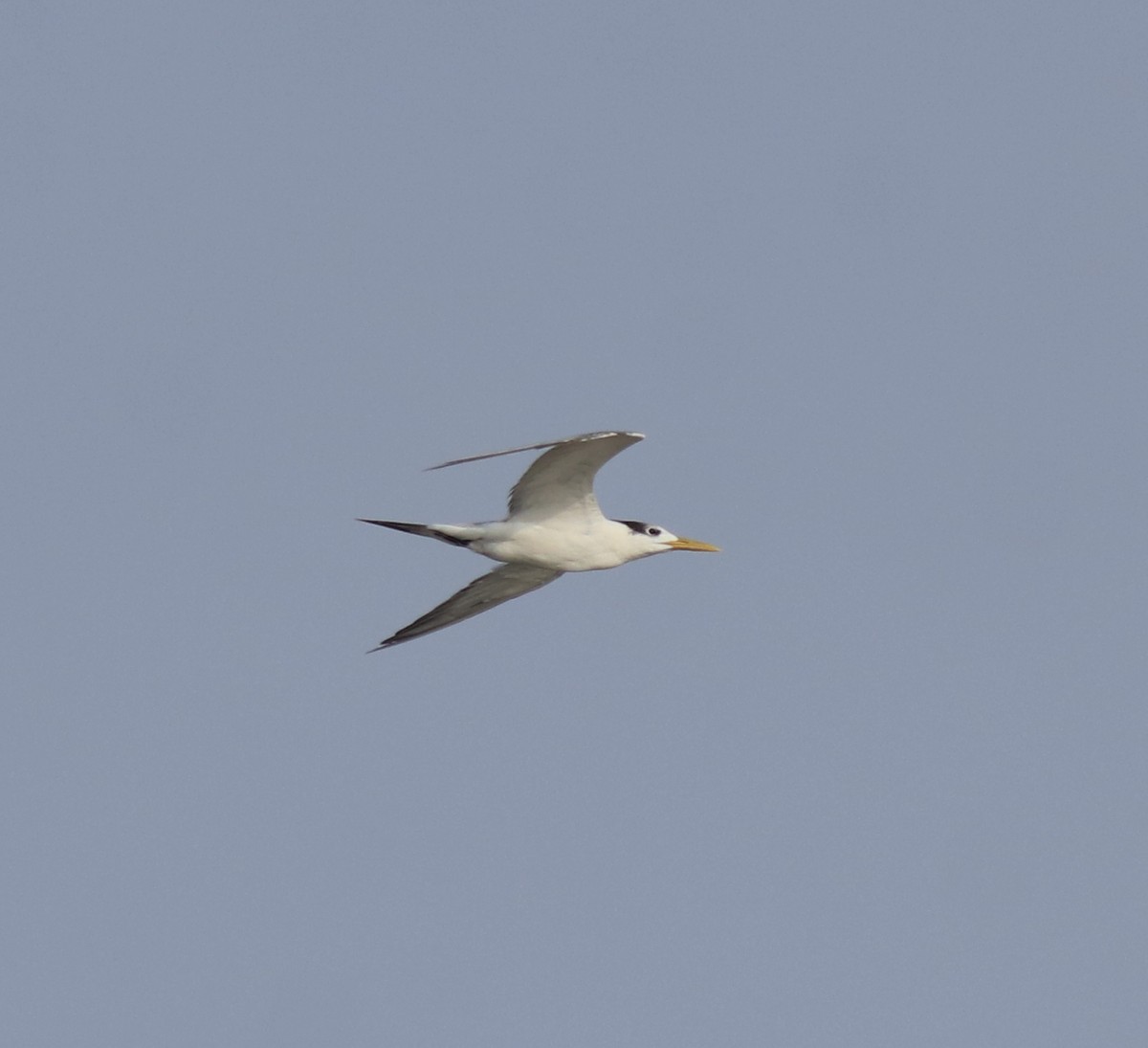 hinduterne - ML646741794