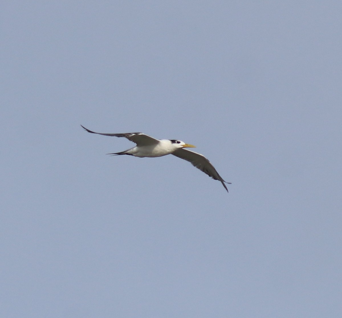 hinduterne - ML646741795