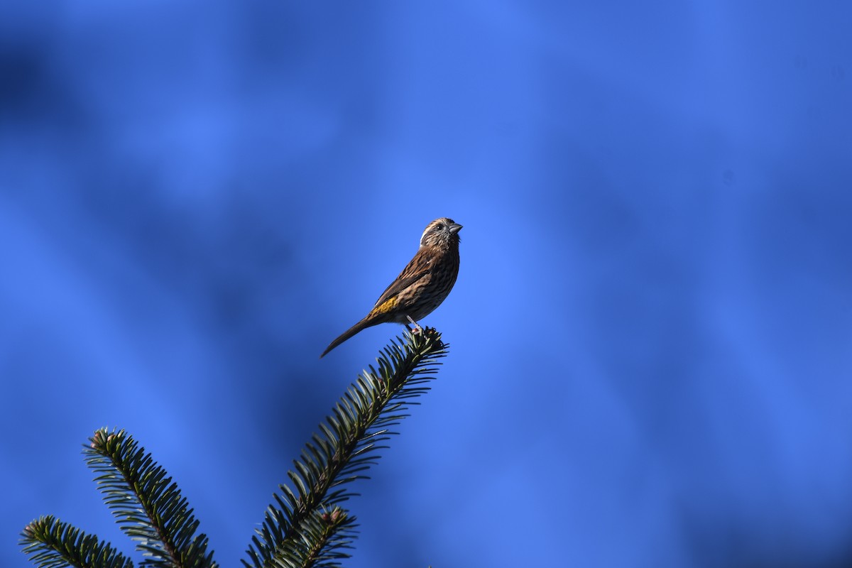 krattrosenfink - ML646741797