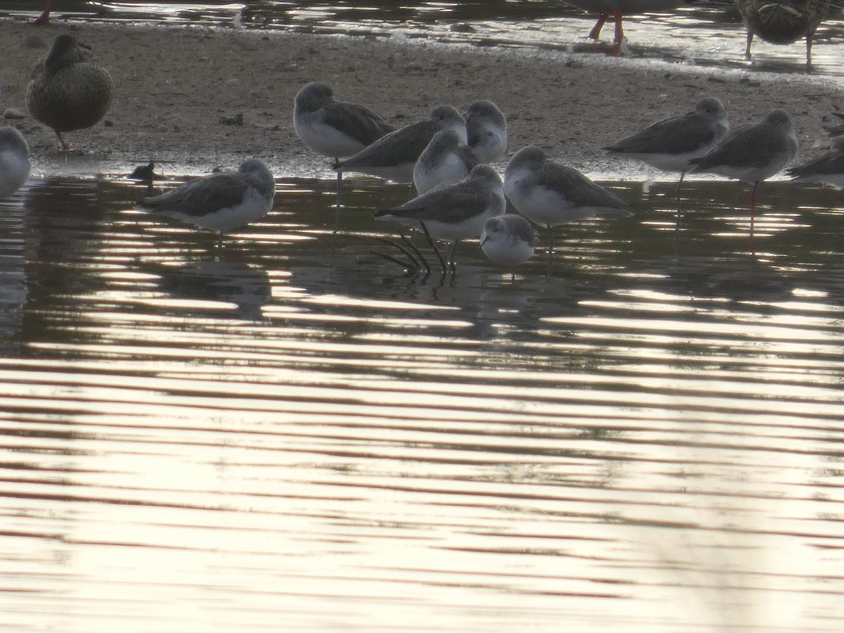 Urmael-kuliska - ML646741799