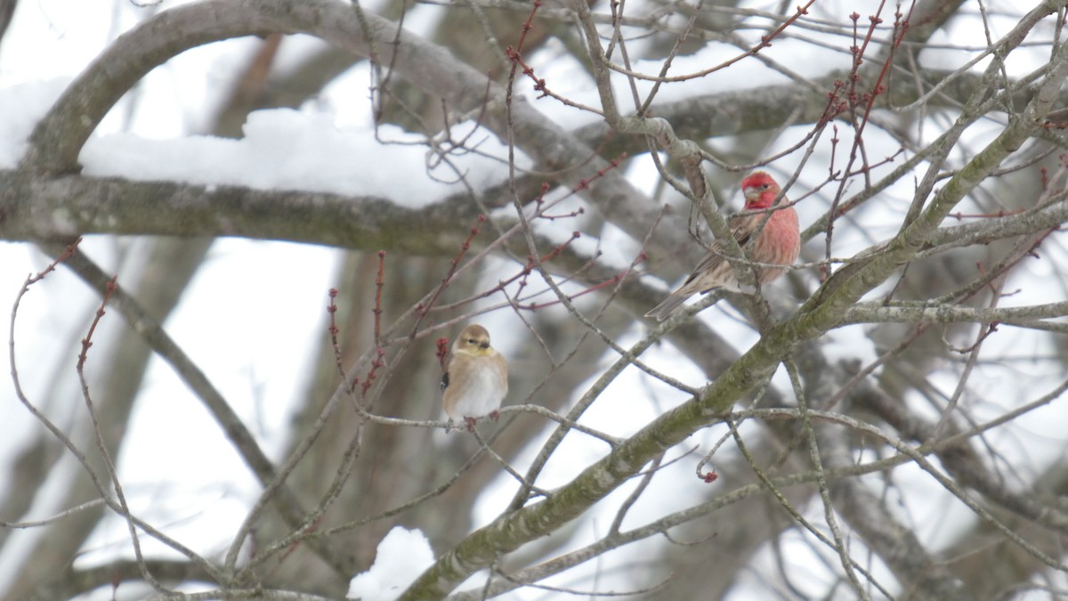 gulstillits - ML646741800