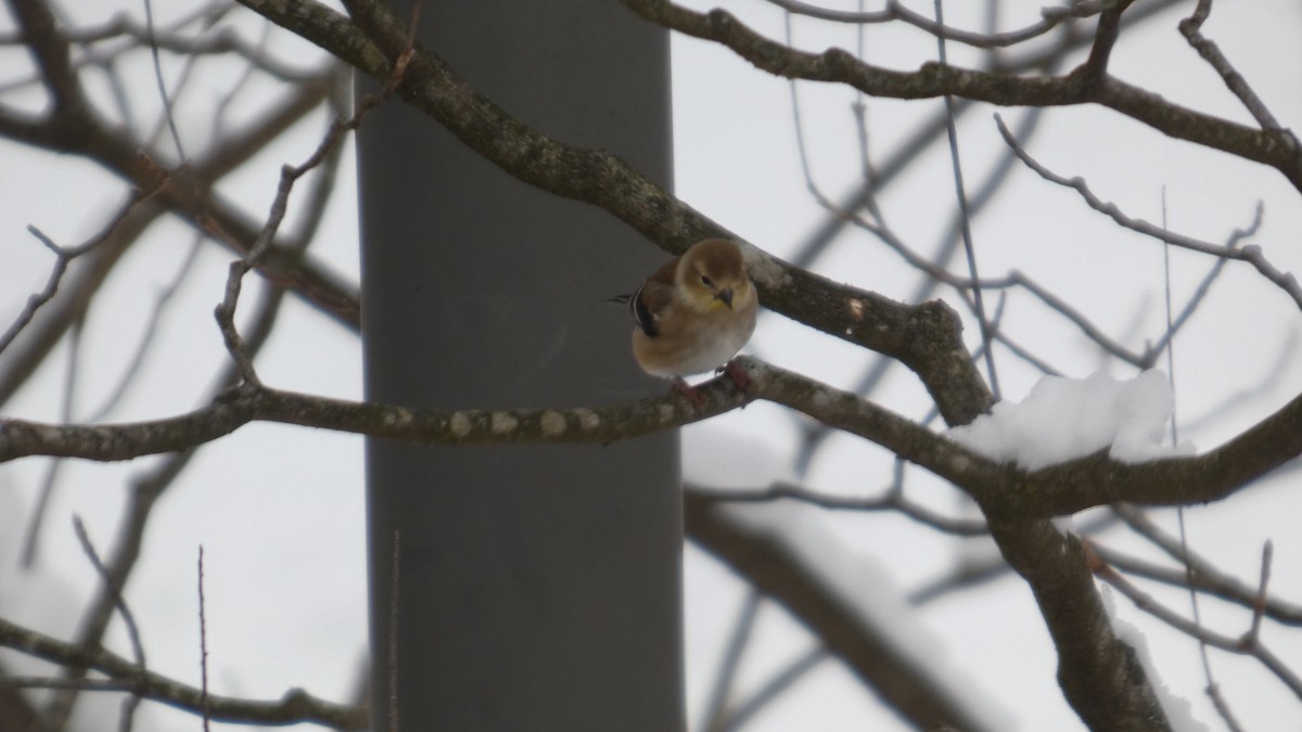 gulstillits - ML646741801