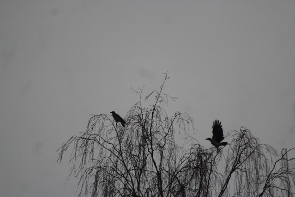 Hooded Crow - ML646741802