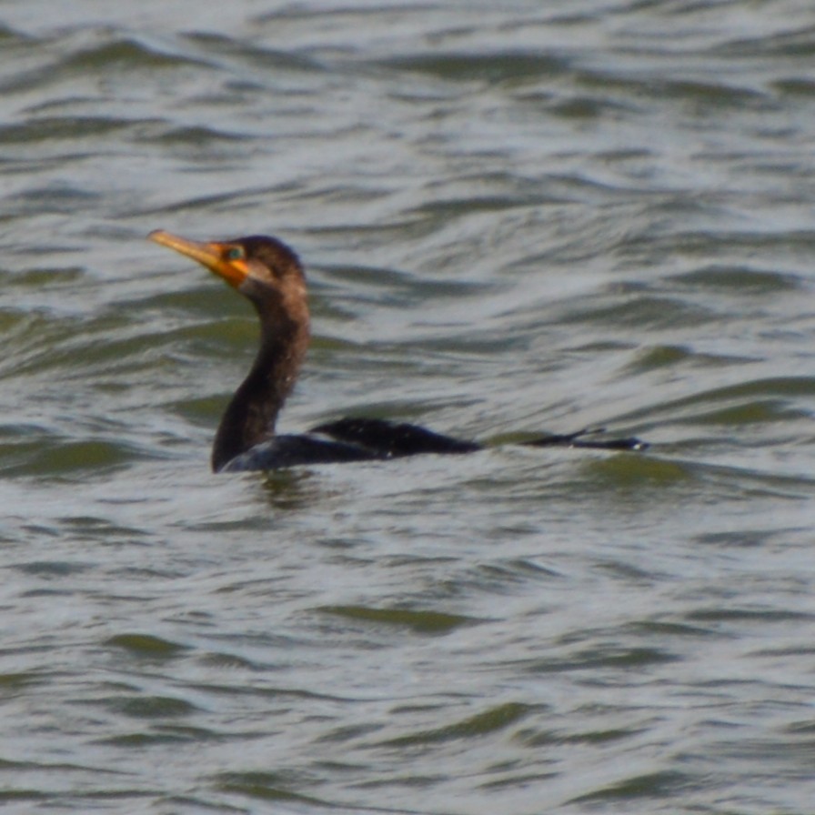 totoppskarv - ML646741804