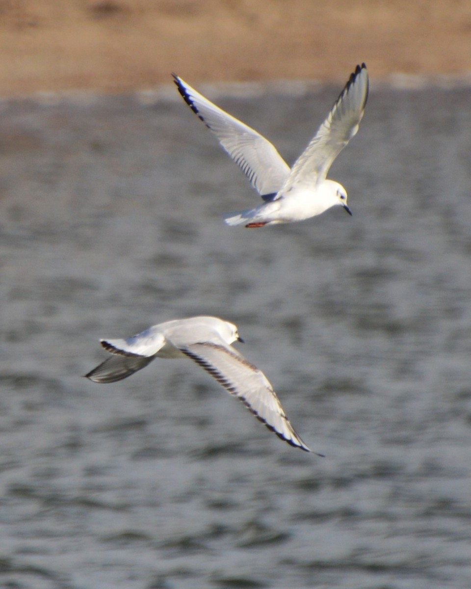 kanadahettemåke - ML646741805