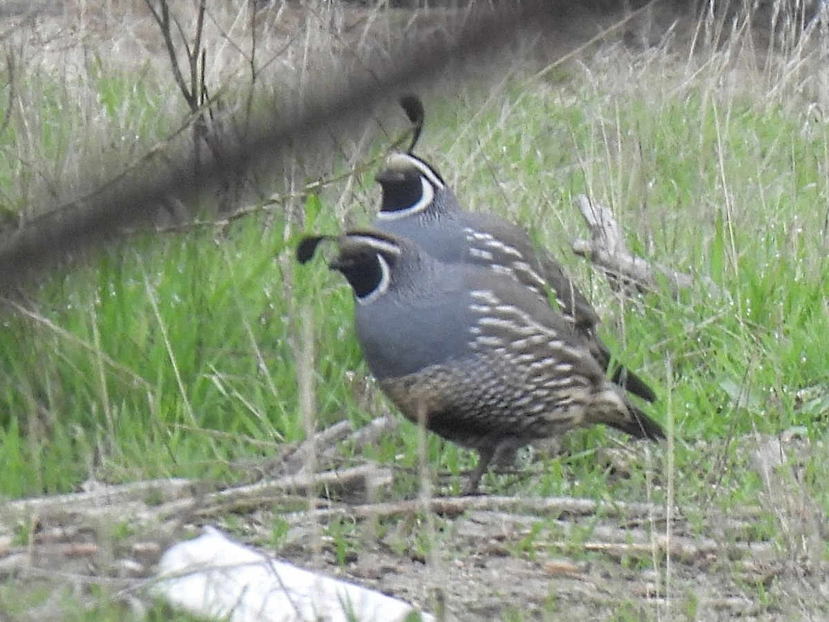 kaliforniavaktel - ML646741806