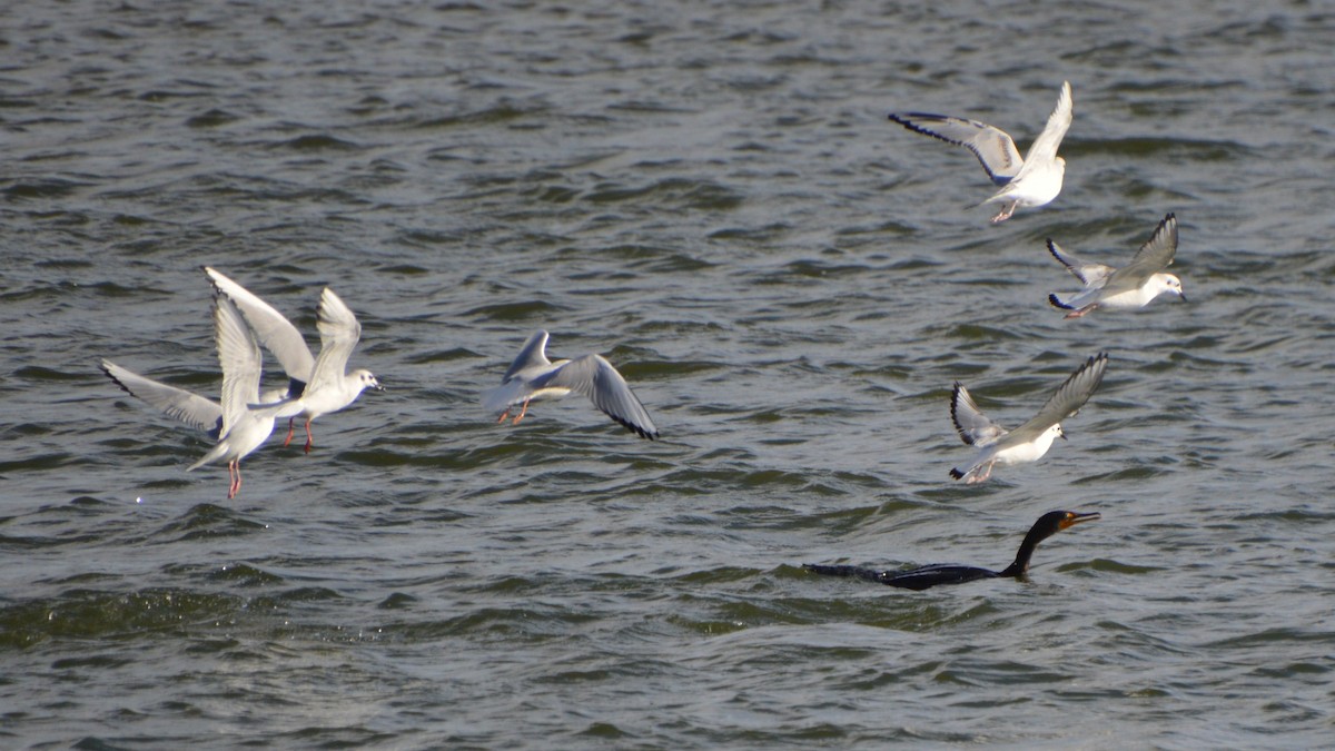 kanadahettemåke - ML646741807