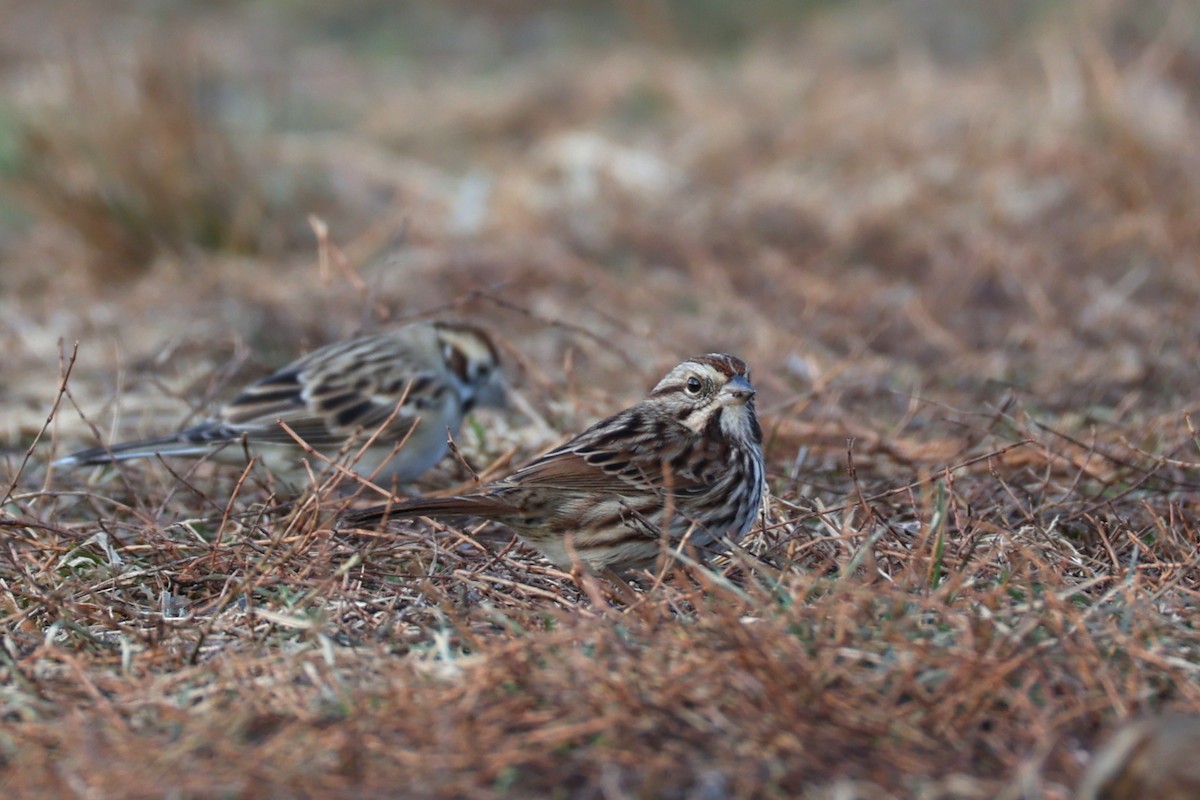 Song Sparrow - ML646741808