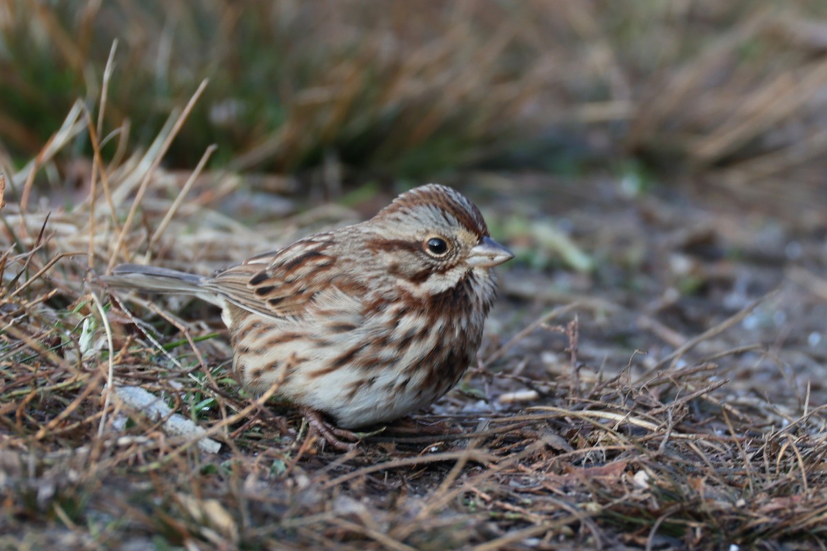 Song Sparrow - ML646741809