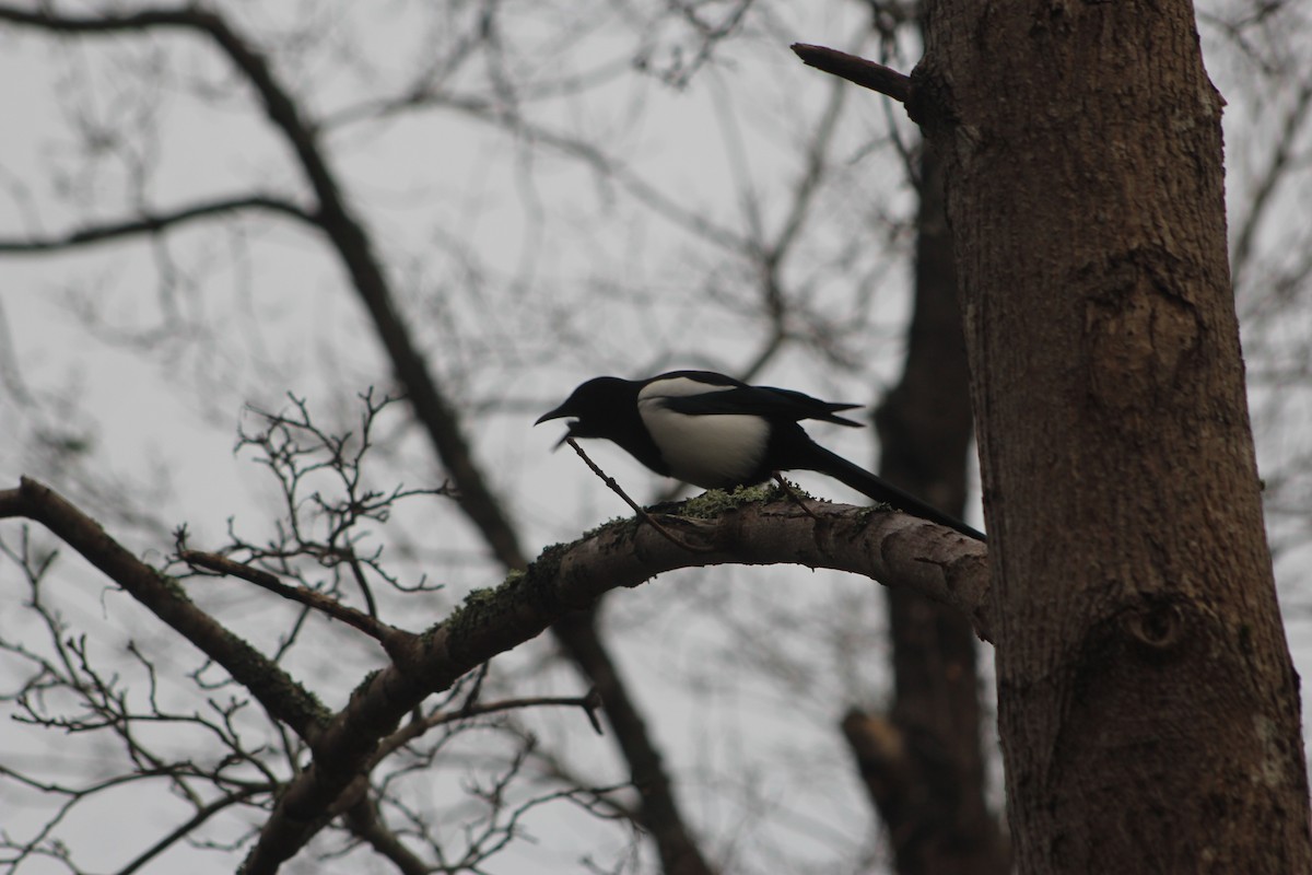 Eurasian Magpie - ML646741810