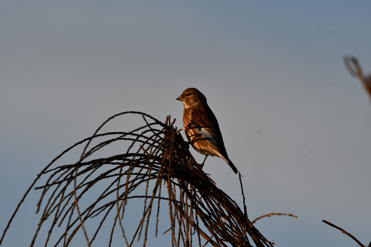 Eurasian Linnet - ML646741811