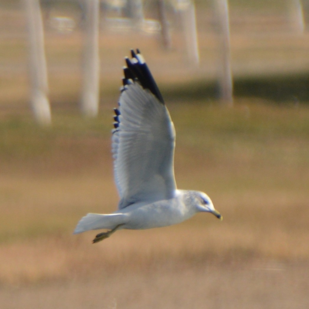 ringnebbmåke - ML646741812