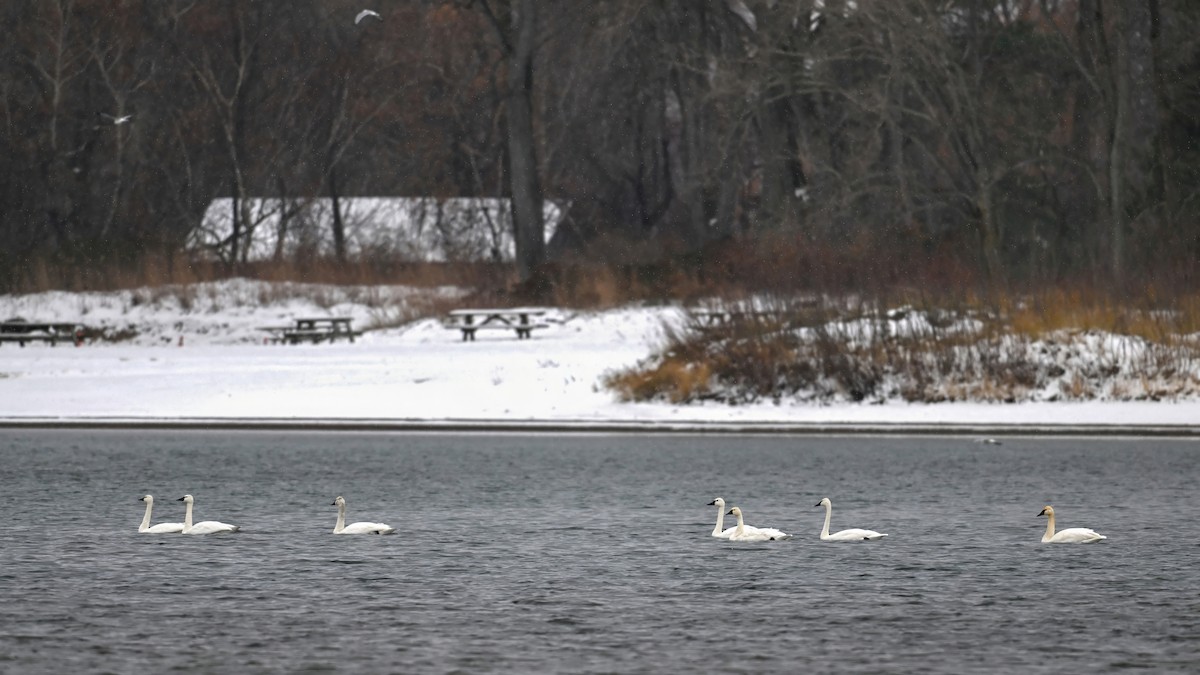 Американский лебедь - ML646741813