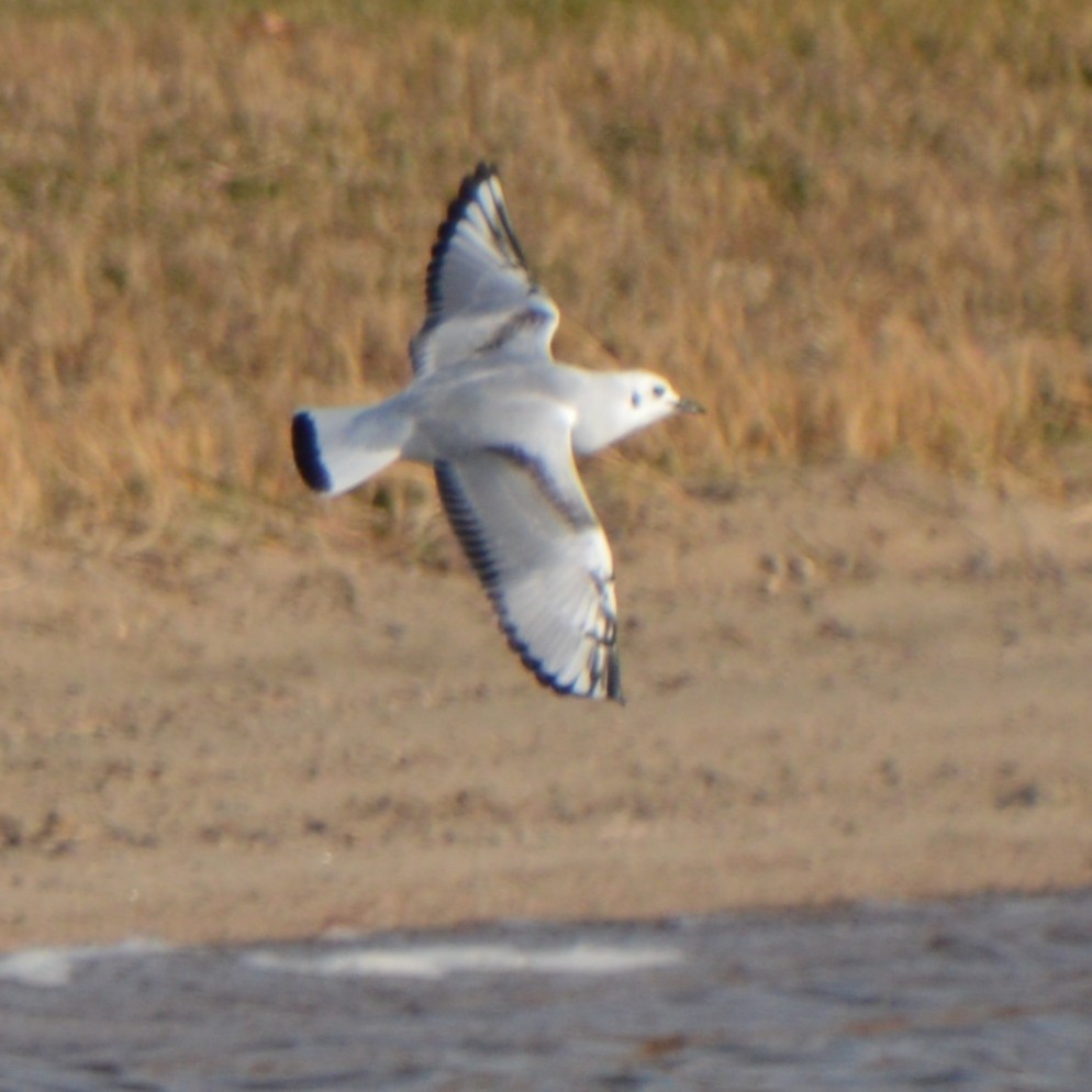 kanadahettemåke - ML646741814