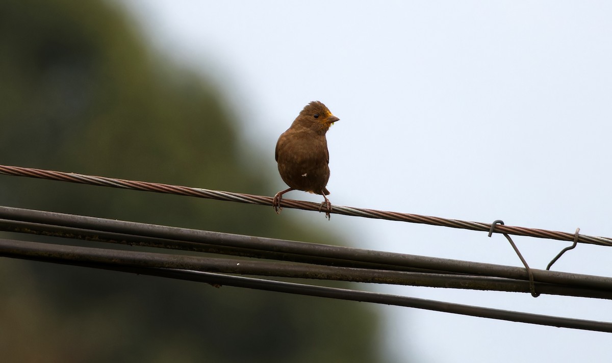 magentafink - ML646741816