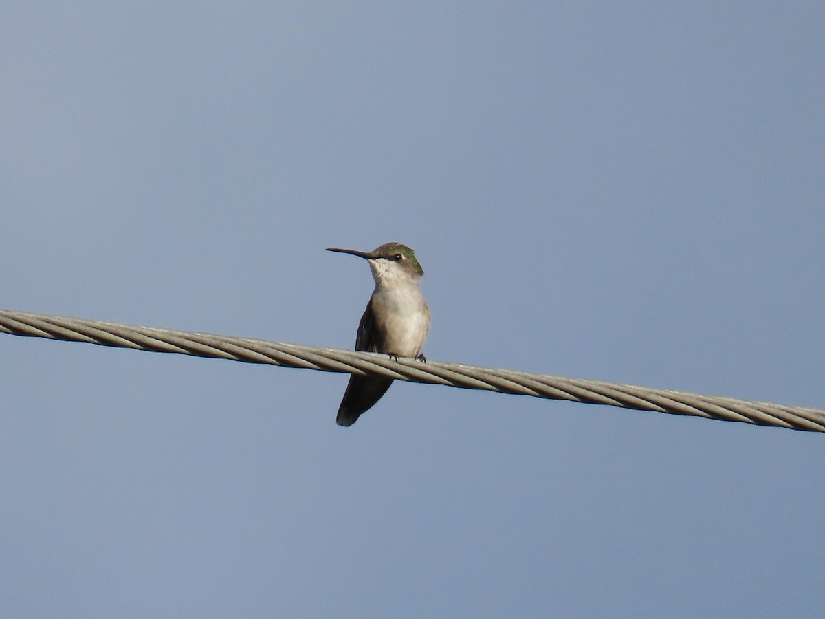 Colibri à gorge rubis - ML646741817