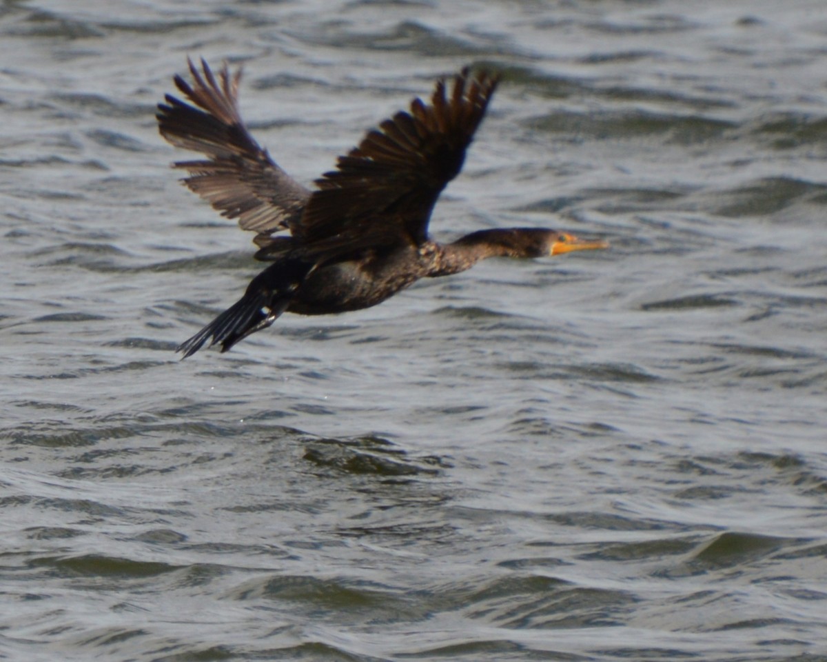 Double-crested Cormorant - ML646741818