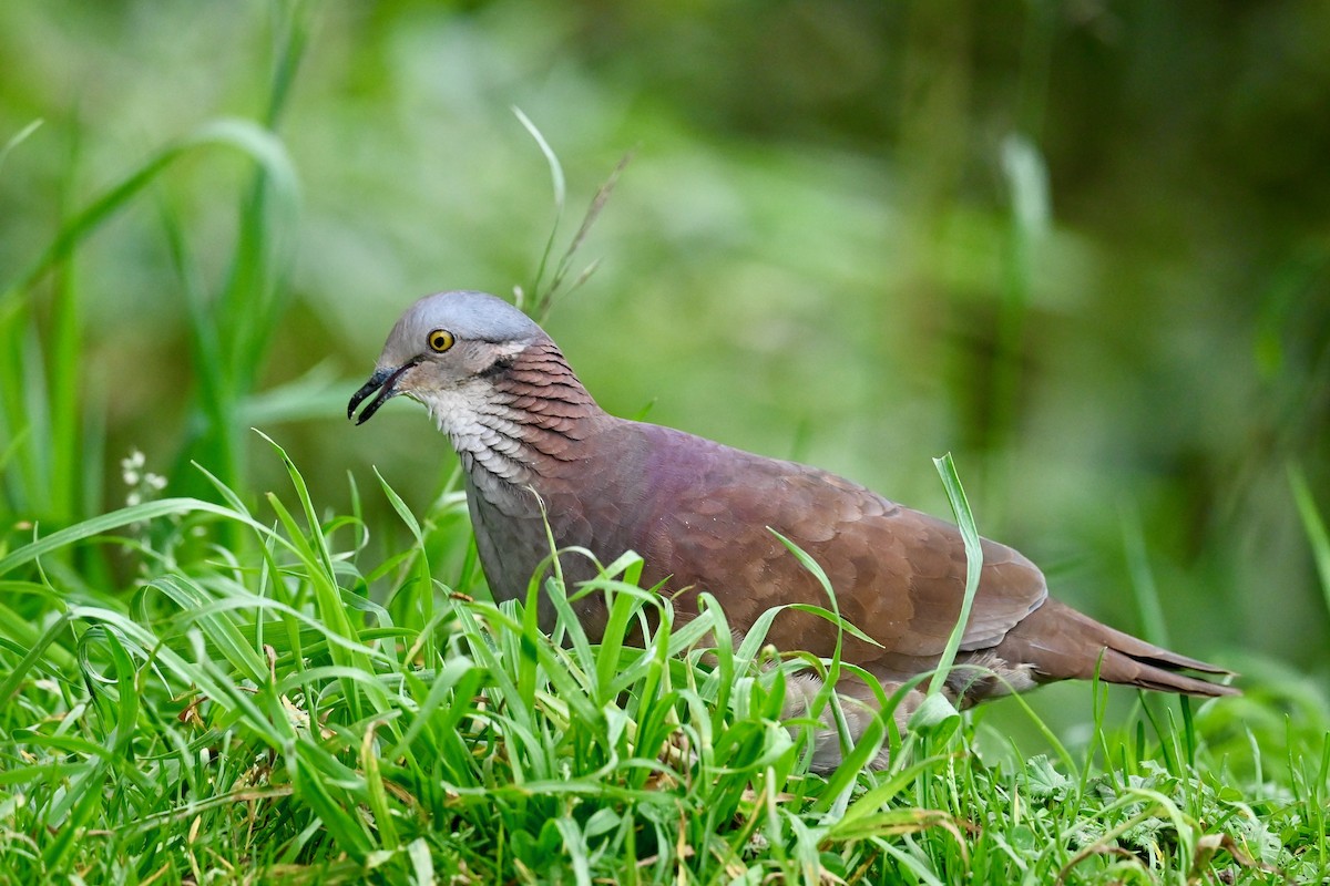 White-throated Quail-Dove - ML646741820