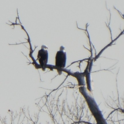 Bald Eagle - ML646741821