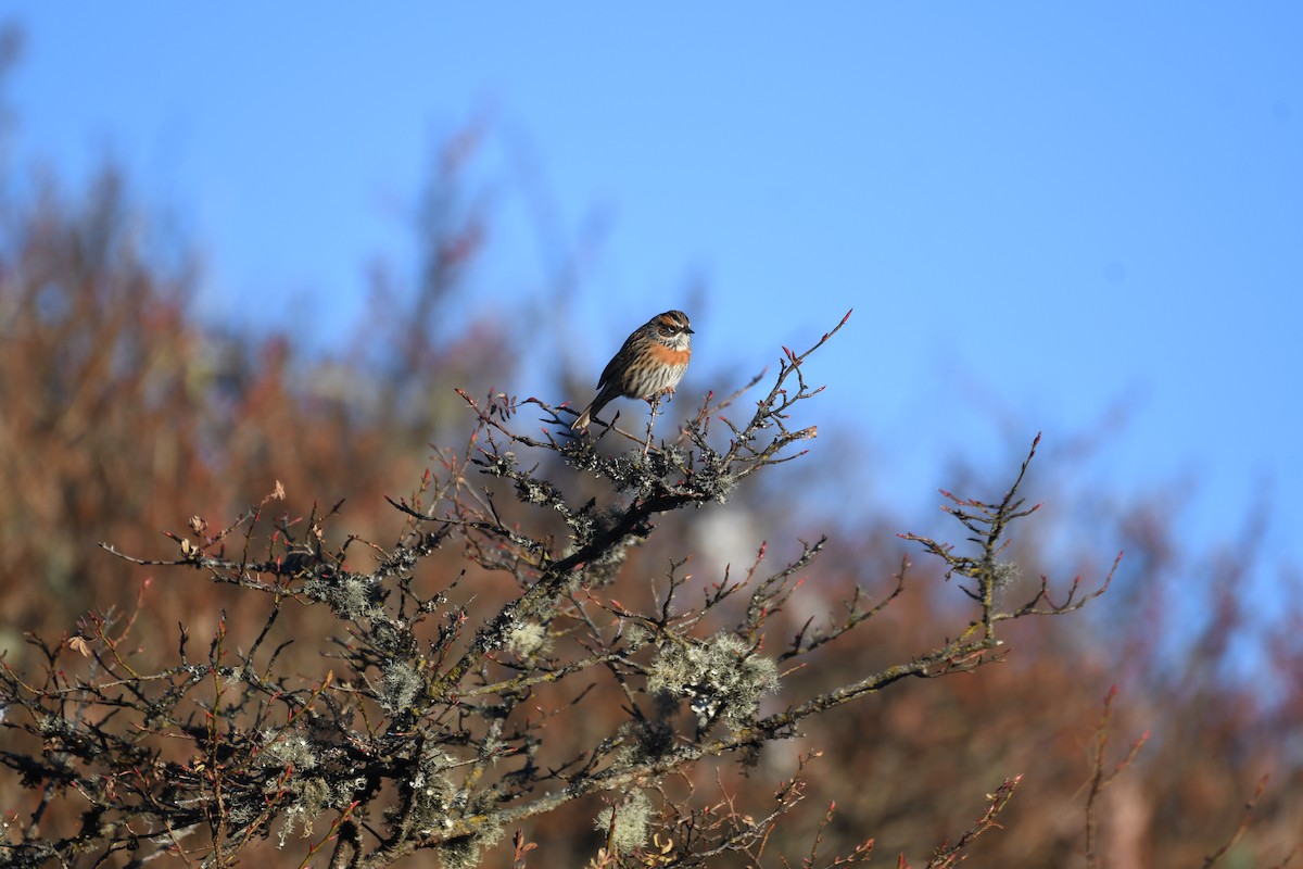 Rufous-breasted Accentor - ML646741822