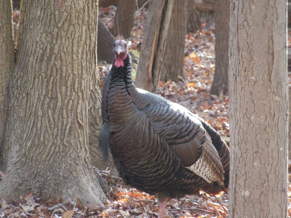 Dindon sauvage - ML646741823