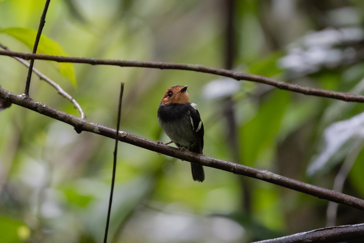 Black-chested Tyrant - ML646741830