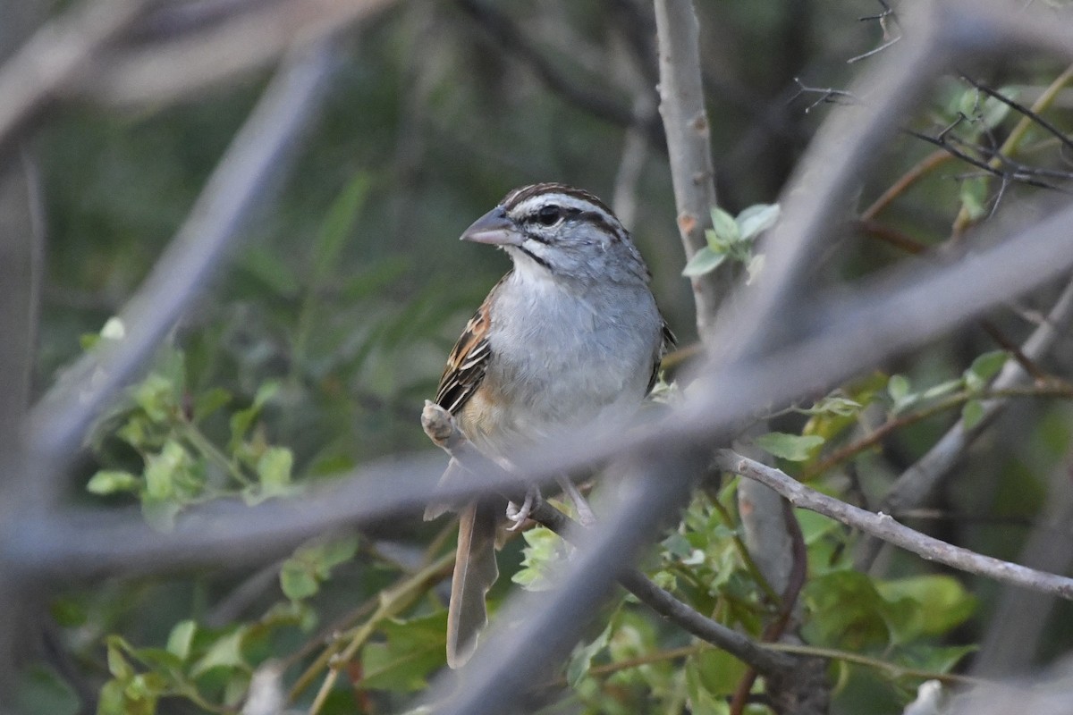 Cinnamon-tailed Sparrow - ML646741838