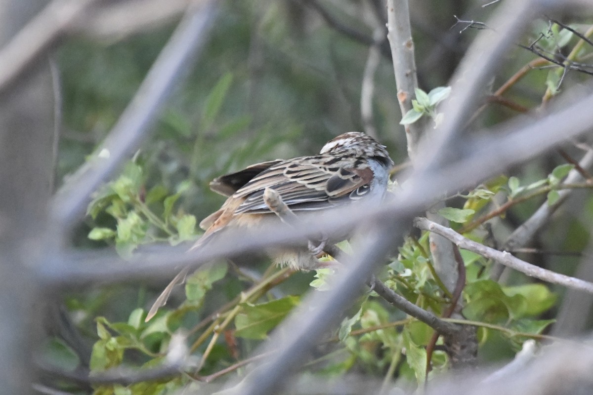 Cinnamon-tailed Sparrow - ML646741839