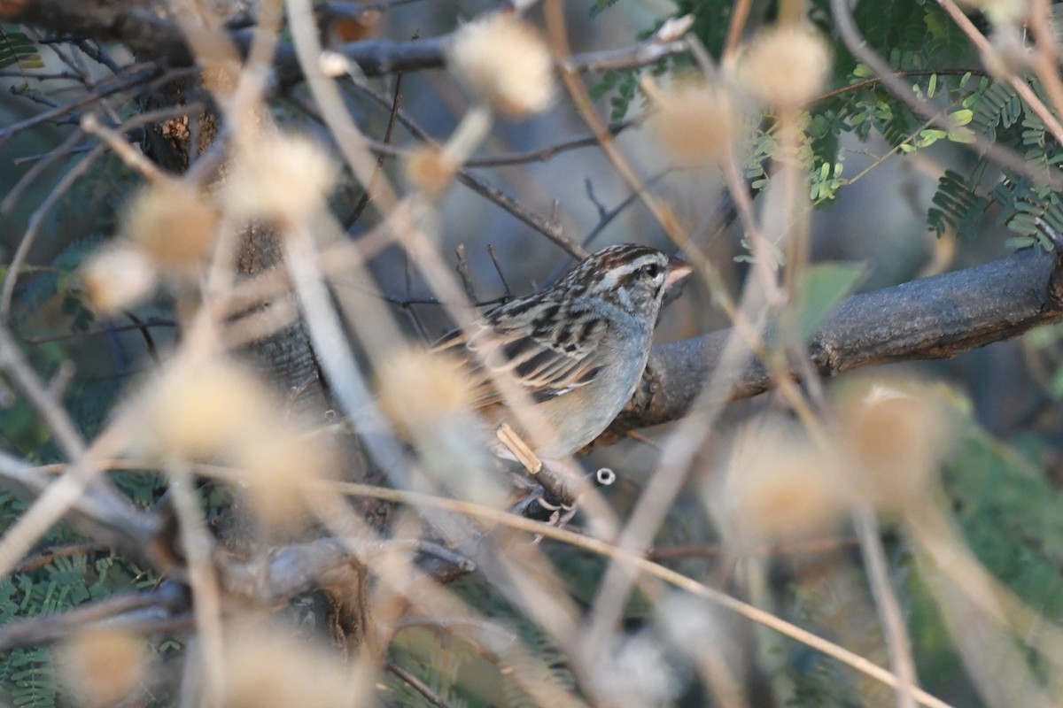 Cinnamon-tailed Sparrow - ML646741840
