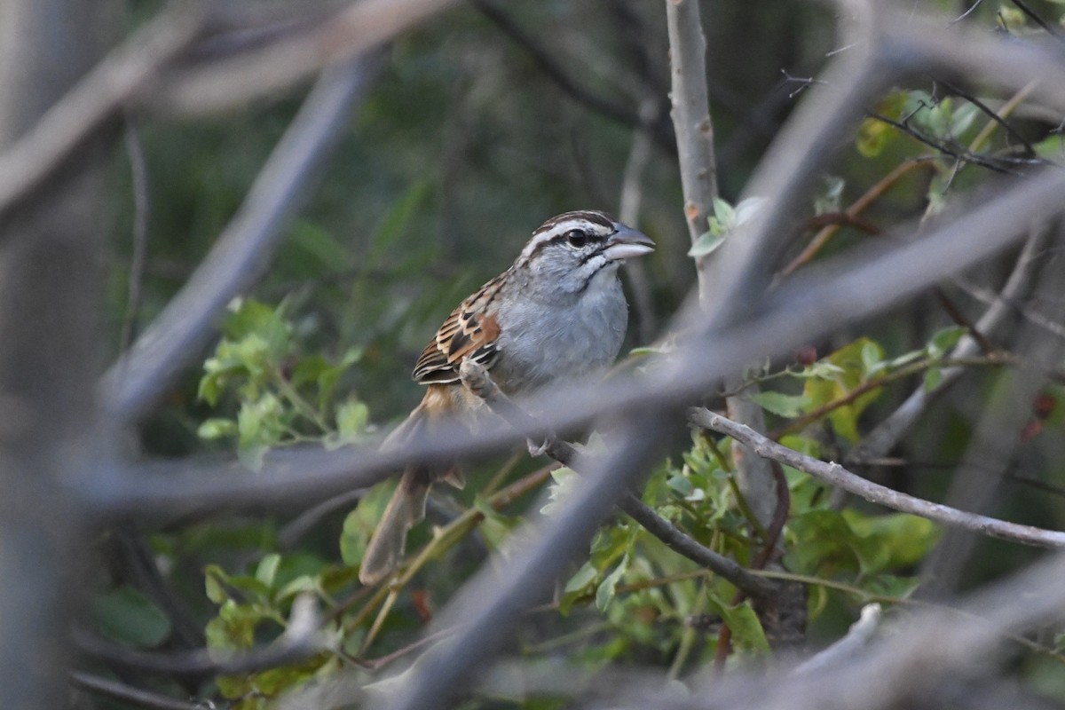 Cinnamon-tailed Sparrow - ML646741841