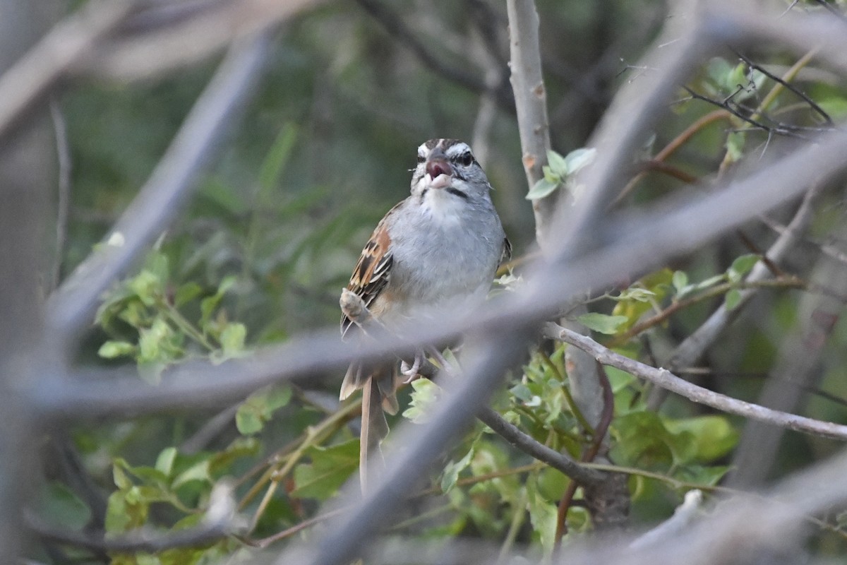Cinnamon-tailed Sparrow - ML646741842