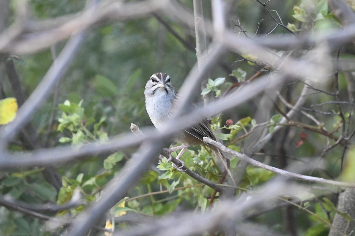 Cinnamon-tailed Sparrow - ML646741844