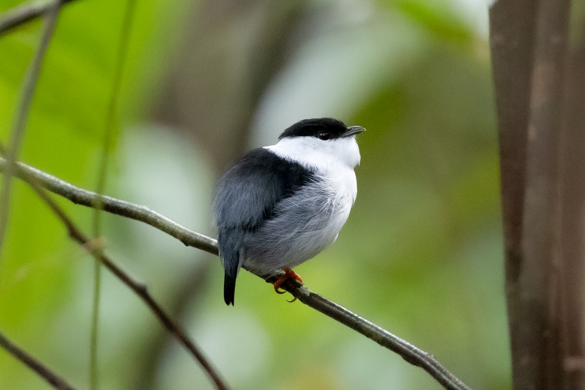 White-bearded Manakin - ML646741849