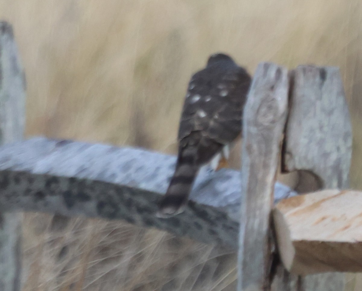 Американский перепелятник - ML646741850