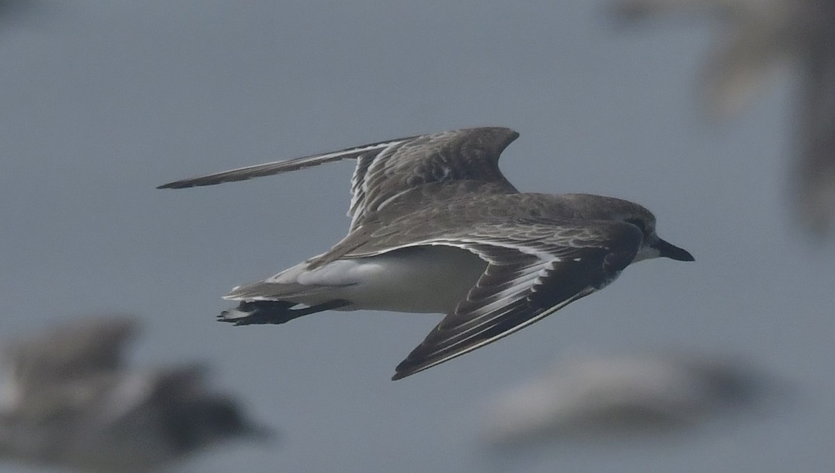 Tibetan Sand-Plover - ML646741851