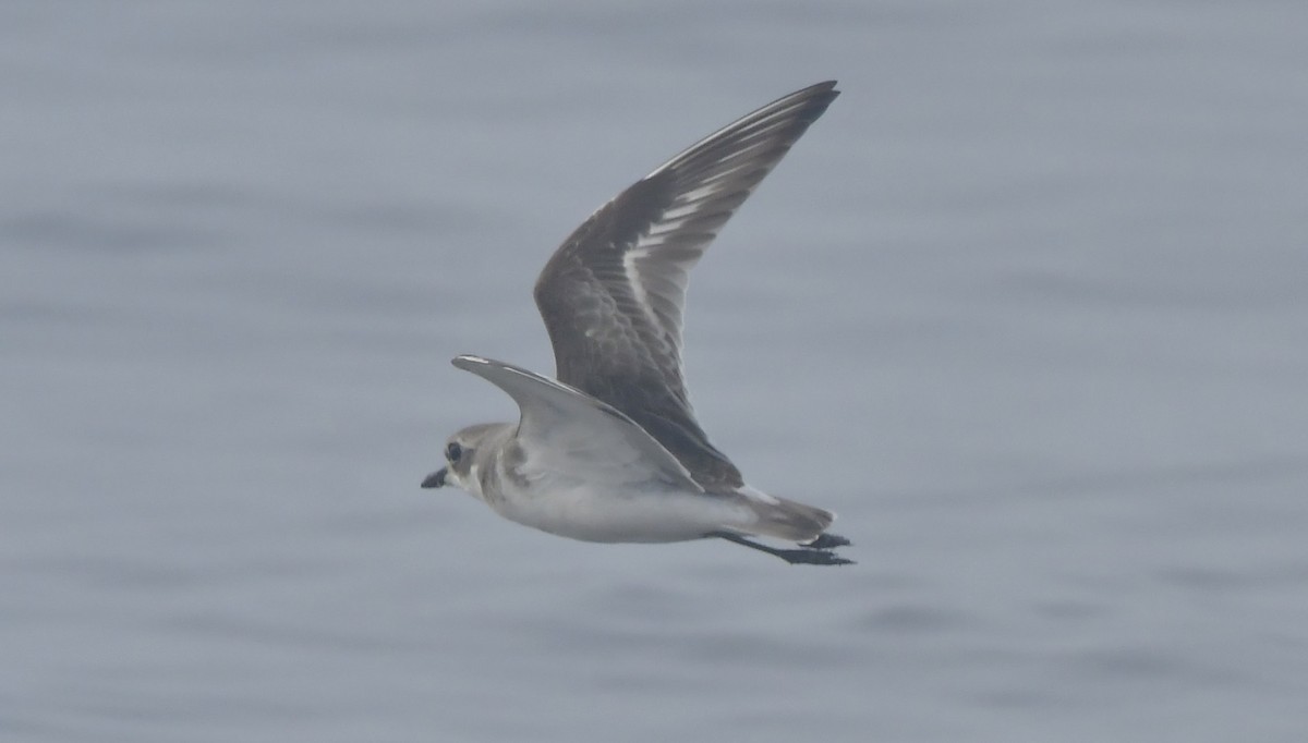 Tibetan Sand-Plover - ML646741852