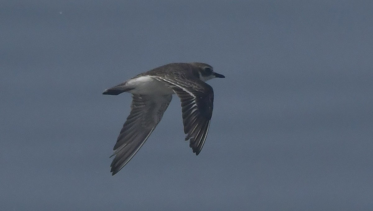 Tibetan Sand-Plover - ML646741853