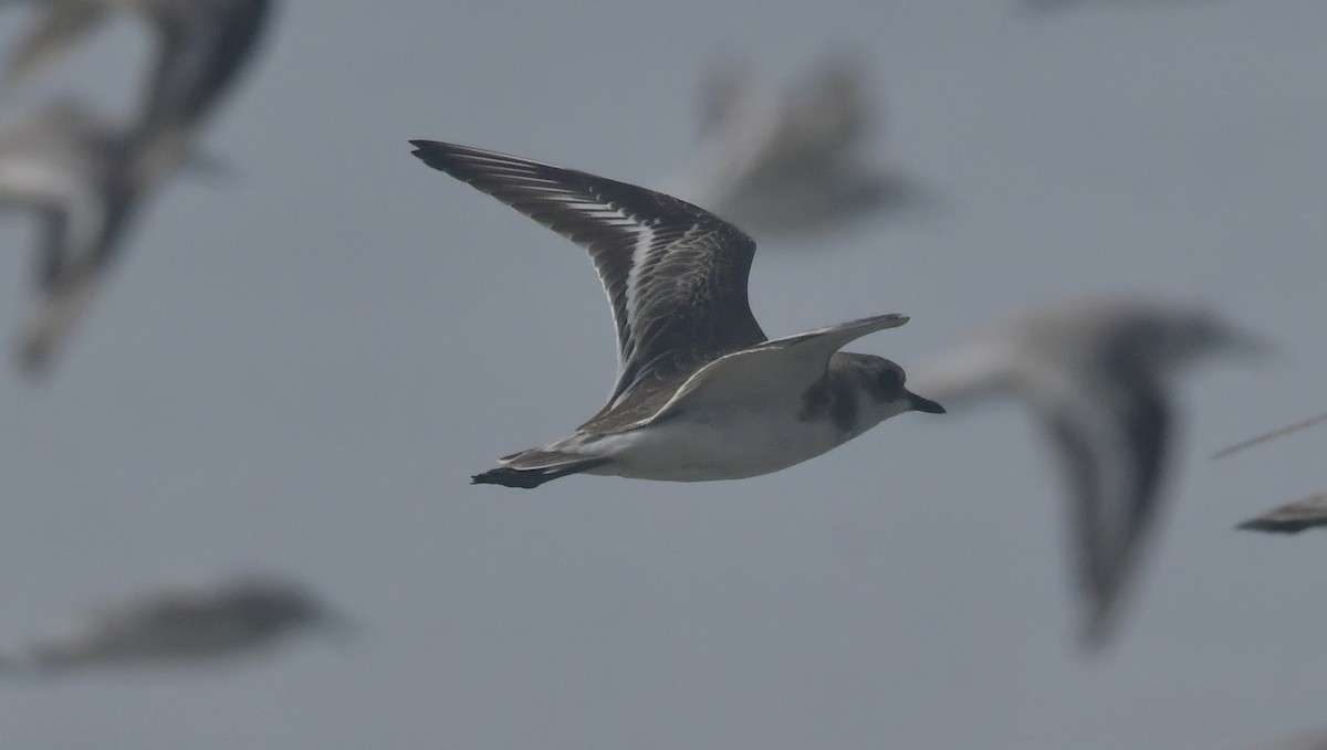 Tibetan Sand-Plover - ML646741854