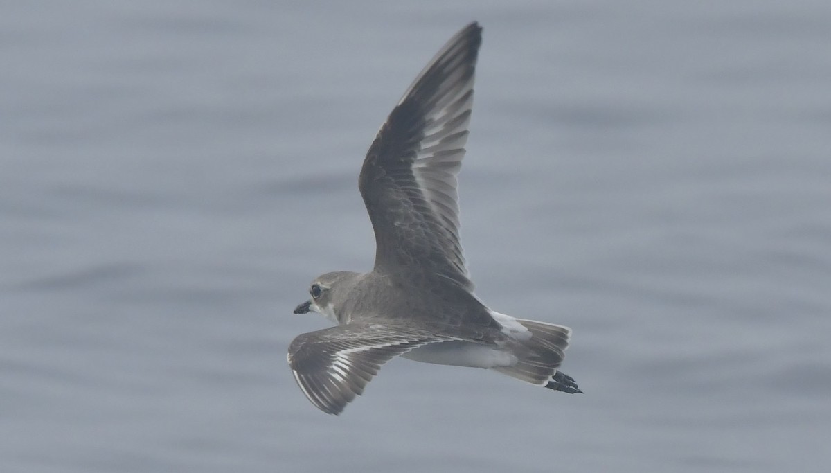 Tibetan Sand-Plover - ML646741855