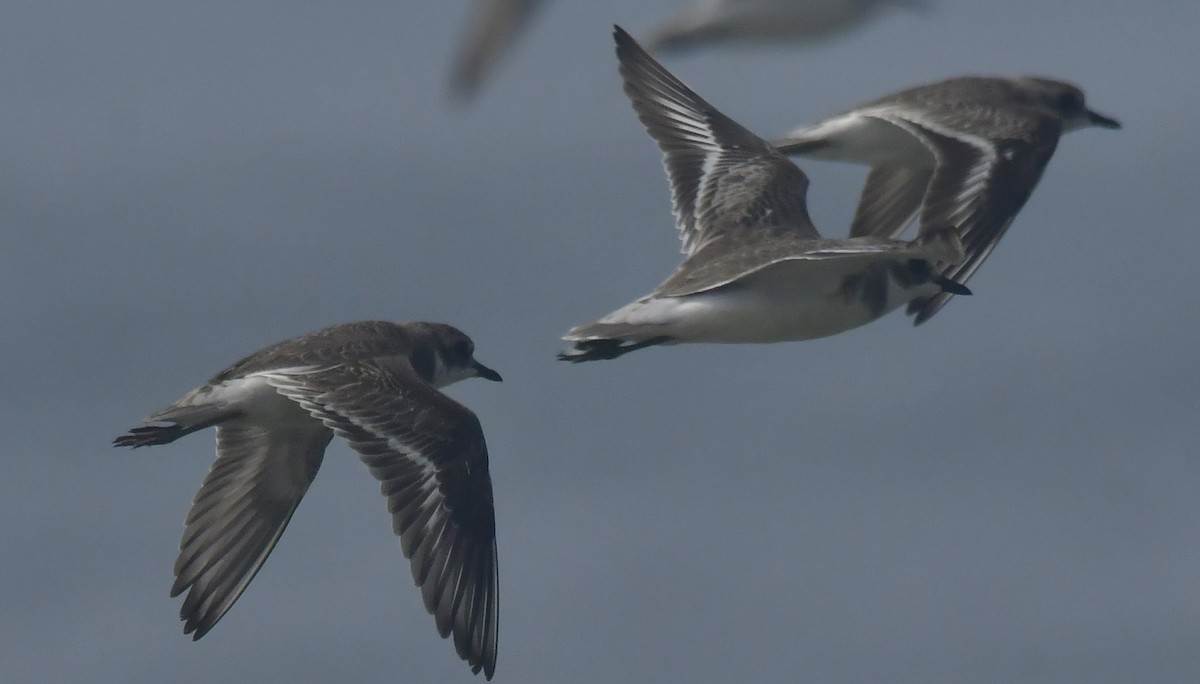 Tibetan Sand-Plover - ML646741856