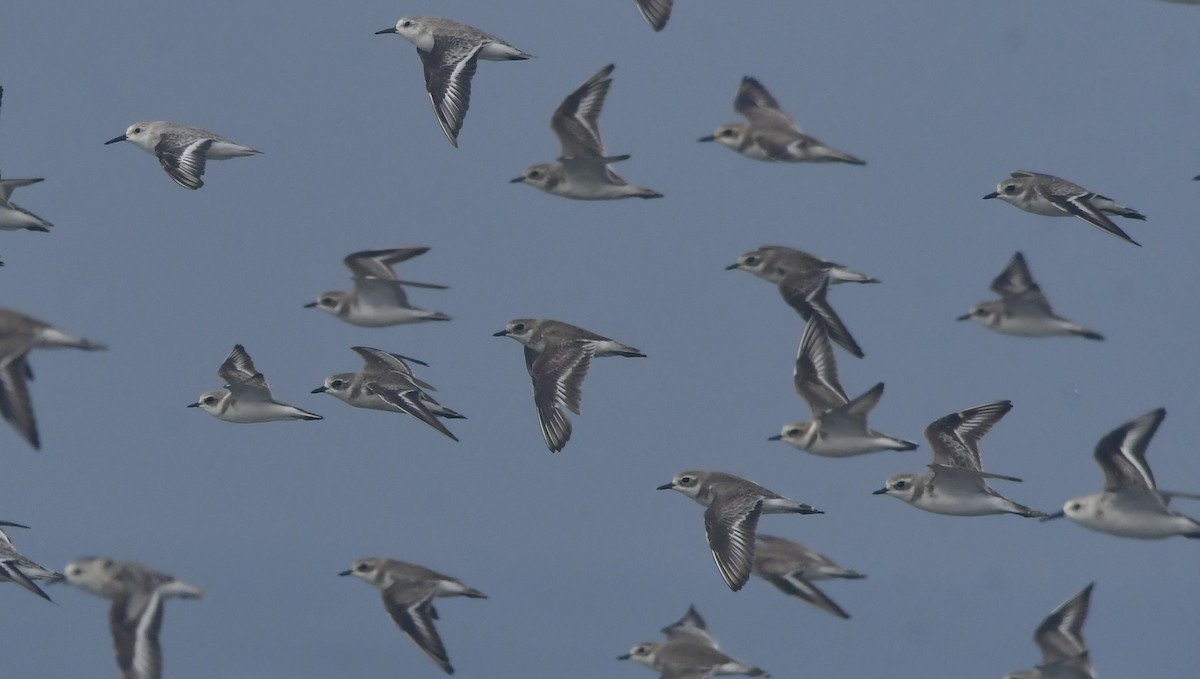 Tibetan Sand-Plover - ML646741857