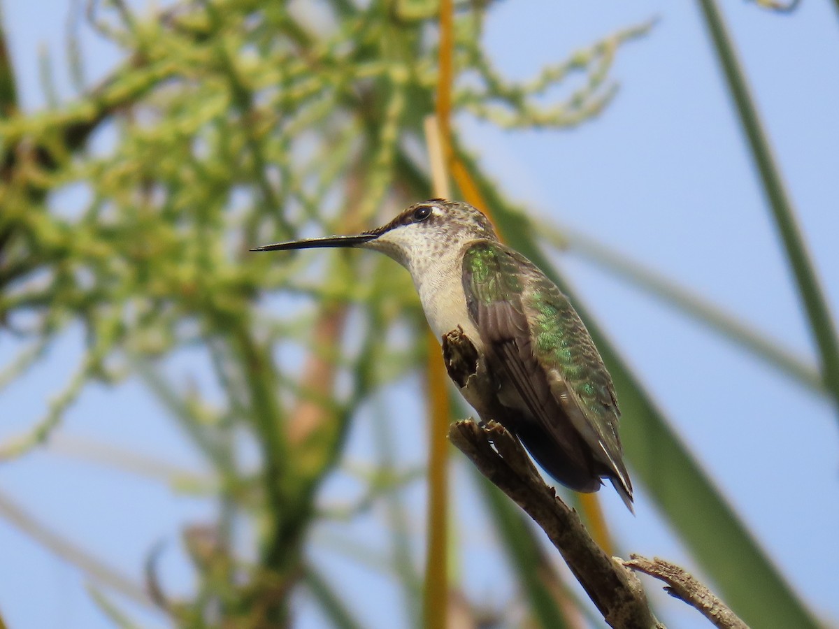 Colibri à gorge rubis - ML646741858