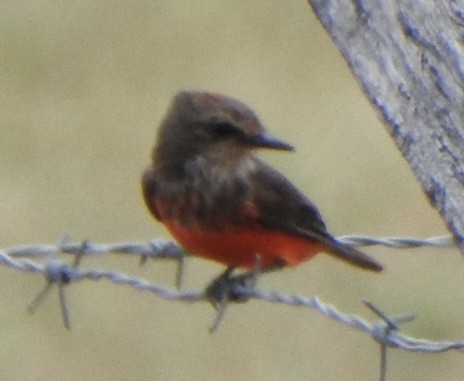 Ateş Renkli Sinekkapan - ML646741859