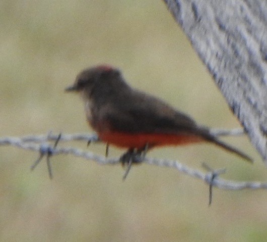 Ateş Renkli Sinekkapan - ML646741860