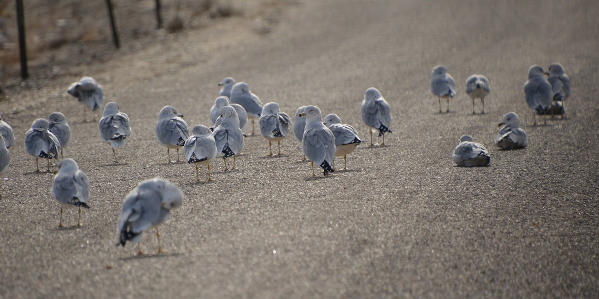 Ring-billed Gull - ML646741868